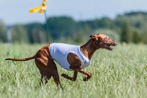 cirneco dell etna running full speed at lure coursing photo