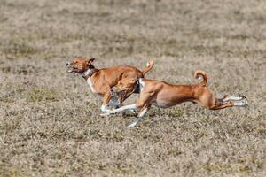 Two basenjis running qualification for lure coursing championship photo
