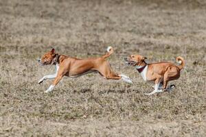 Two basenjis running qualification for lure coursing championship photo