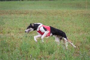 russian borzoi dog running full speed at lure coursing photo