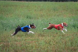 Basenjis running qualification for lure coursing championship photo