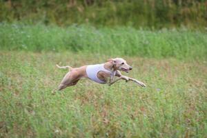 Italian Greyhound running in lure coursing competition photo