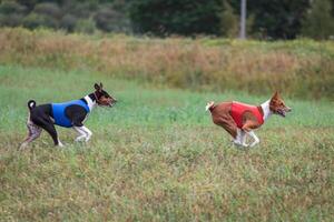 Basenjis running qualification for lure coursing championship photo