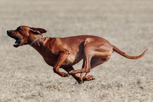 Rhodesian Ridgeback dog running full speed at lure coursing photo