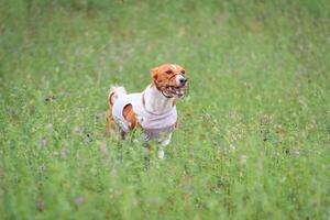 Basenji running in green field on lure coursing competition photo