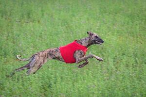 Whippet running in a red jacket coursing field on lure coursing photo