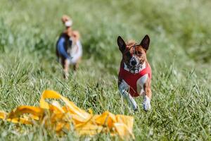 Basenjis running qualification for lure coursing championship photo
