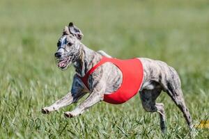 Whippet running in a red jacket coursing field on lure coursing photo