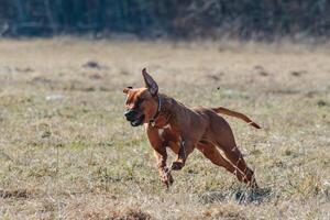 Rhodesian Ridgeback dog running full speed at lure coursing photo