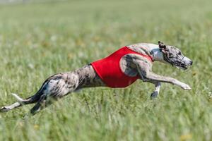 Whippet running in a red jacket coursing field on lure coursing photo