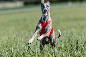 Whippet running in a red jacket coursing field on lure coursing photo