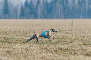Whippet running in jacket coursing field on lure coursing photo