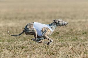 Whippet running in jacket coursing field on lure coursing photo