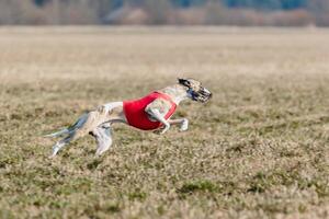 Whippet running in a red jacket coursing field on lure coursing photo
