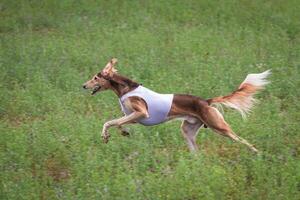 saluki dog running in the field on competition photo