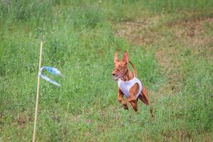 cirneco dell etna running full speed at lure coursing photo