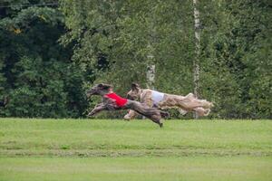 two afghan borzoi dogs running lure coursing competition on field photo