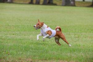 Basenji running in green field on lure coursing competition photo