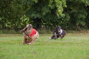 two afghan borzoi dogs running lure coursing competition on field photo