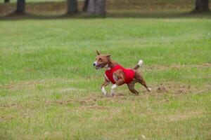 Basenji running in green field on lure coursing competition photo