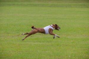 basenji lifted off the ground during the dog race competition photo