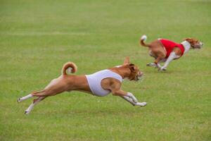 Basenjis running qualification for lure coursing championship photo
