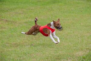 basenji lifted off the ground during the dog race competition photo