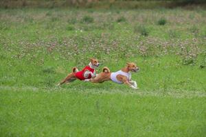 Basenjis running qualification for lure coursing championship photo