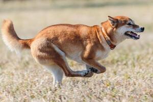 shiba inu dog running on the field in lure coursing photo