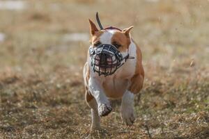 Pit Bull running full speed at lure coursing sport photo