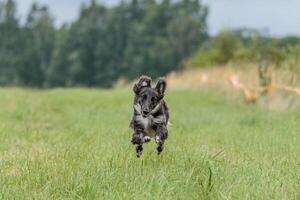 Dog running in the field on lure coursing competition photo