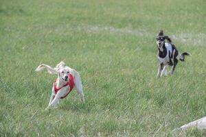 two saluki dogs running in the field on competition photo