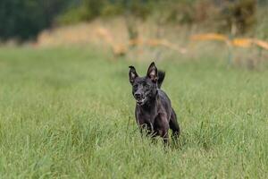 Dog running in the field on lure coursing competition photo