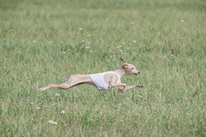 Italian Greyhound running in lure coursing competition photo
