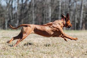 Rhodesian Ridgeback dog running full speed at lure coursing photo
