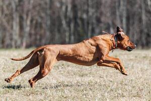 Rhodesian Ridgeback dog running full speed at lure coursing photo