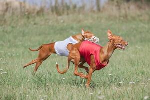Two pharaoh hound dog running full speed at lure coursing photo