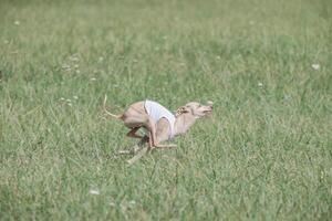 Italian Greyhound running in lure coursing competition photo