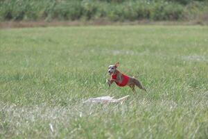 Italian Greyhound running in lure coursing competition photo