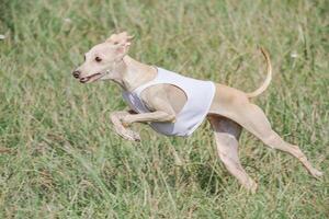 Italian Greyhound running in lure coursing competition photo