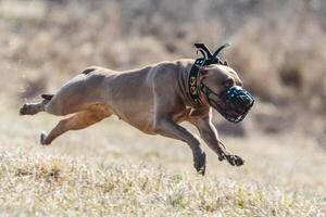 Pit Bull running full speed at lure coursing sport photo