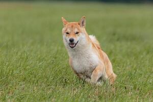 Dog running in the field on lure coursing competition photo