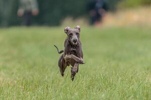 Flying Italian Greyhound in the field on lure coursing competition photo