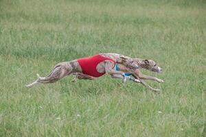 Two whippet dogs running in jackets coursing field on lure coursing photo