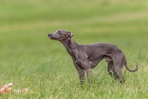 Italian Greyhound watching at sky in the field on lure coursing competition photo
