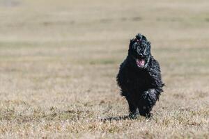 Dog running on the field in lure coursing photo