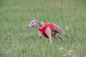 Whippet running in a red jacket coursing field on lure coursing photo