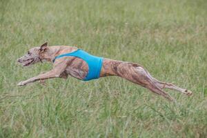 Whippet running in jacket coursing field on lure coursing photo