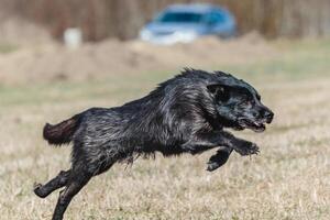 Dog running on the field in lure coursing photo