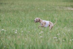 Whippet running in jacket coursing field on lure coursing photo